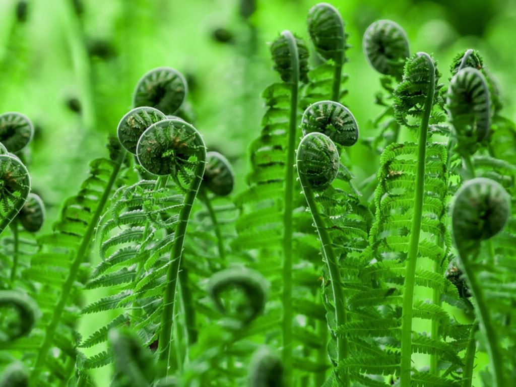 ঢ্যাপা ঢেঁকি না অন্য কিছু 39 ঢ্যাপা ঢেঁকি