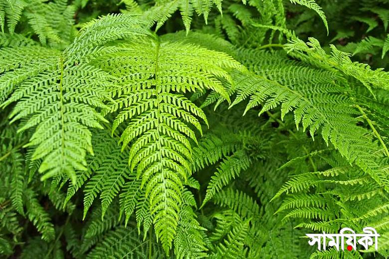 ঢ্যাপা ঢেঁকি না অন্য কিছু 38 ঢ্যাপা ঢেঁকি