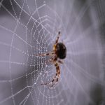 মাকড়শার জাল থেকে তৈরি হতে পারে ভবিষ্যতের বর্ম! macro photography of black and brown spider on web