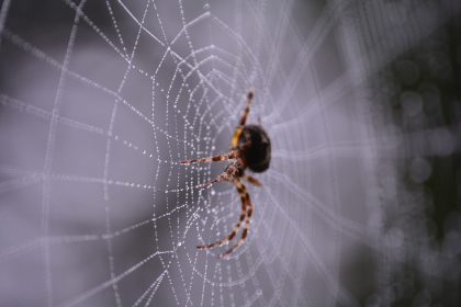 মাকড়শার জাল থেকে তৈরি হতে পারে ভবিষ্যতের বর্ম! macro photography of black and brown spider on web