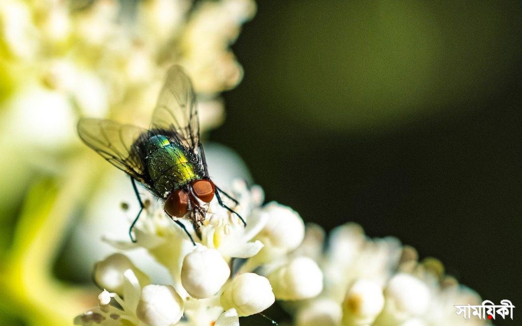 মশা মারা সহজ, কিন্তু মাছি মারা এত কঠিন কেন? Fly Insect Flower Housefly Animal  - Carambole-SD / Pixabay