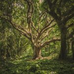 large tree in middle of forest during daytime