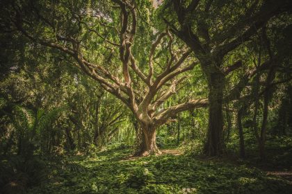 large tree in middle of forest during daytime