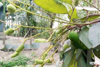 1 3 অবাক কাণ্ড: ঠাকুরগাঁয়ে লিচু গাছে আম ধরেছে