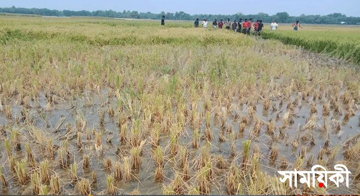 hhh নাটোরের নলডাঙ্গায় চুরি করে অন্যের জমির ধান কাটার অভিযোগ