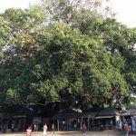 1 15 নাটোরের বারুইহাটির অচিন বৃক্ষ