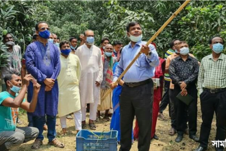 am নাটোরে গাছ থেকে আম সংগ্রহ শুরু