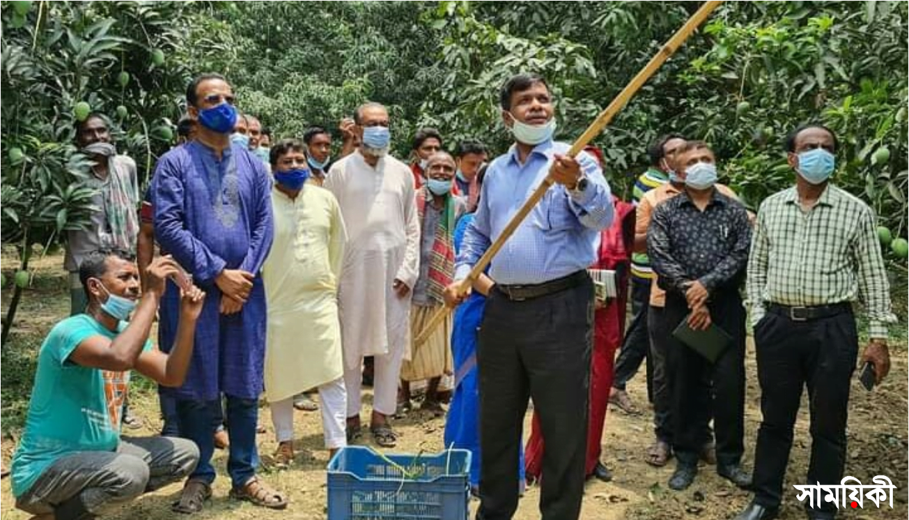 am নাটোরে গাছ থেকে আম সংগ্রহ শুরু