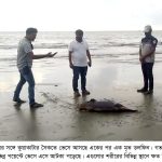kalapara pic1 dolphin recovery 10 05 2021 সাগরের ঢেউয়ে ভেসে আসছে একাধিক মৃত ডলফিন