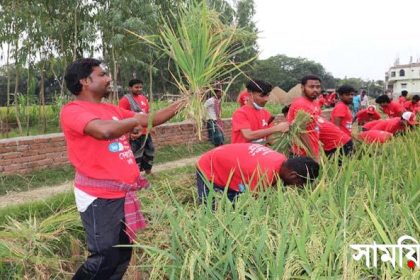 kkk নাটোরে দরিদ্র কৃষকের ধান কেটে দিলেন ছাত্রলীগ