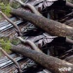 klkl নীলফামারীতে পৃথক ঘটনায় নিহত ৩