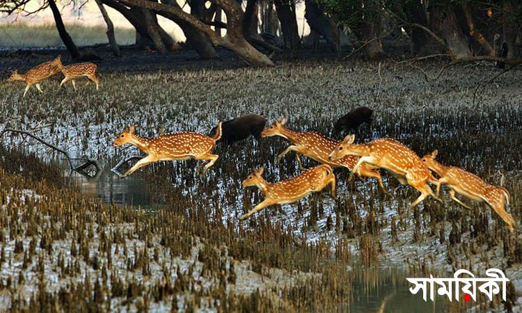 sunor পূর্ব সুন্দরবনে শিকারী চক্র ও কাঠ পাচারকারীরা সক্রিয়