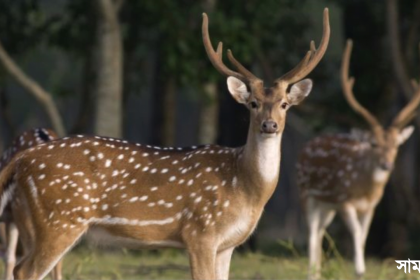 পদ চরফ্যাশনে জবাই করা হরিণ উদ্ধার