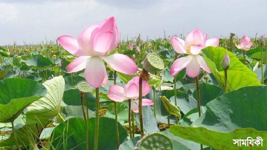 1 29 প্রশাসন আসে প্রশাসন যায় চিনিডাঙ্গা পদ্মবিল হয়না দখলমুক্ত