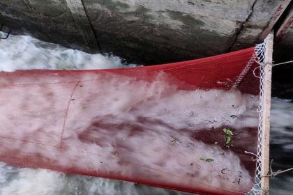 kalapara pic 01 31 05 2021 Slwise কলাপাড়ায় স্লুইস গেট ভেঙ্গে জাল পেতে মাছ ধরছে প্রভাবশালীরা