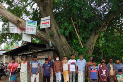 জ 2 রাজশাহীতে শতবর্ষী 'পাইকর' গাছ রক্ষার দাবিতে স্থানীয়দের মানববন্ধন