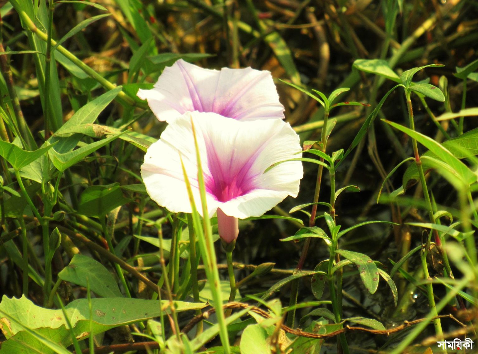 ব অস্তিত্ব সংকটে বনফুল কলমি