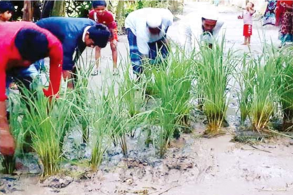 ্প রাস্তা সংস্কারের দাবীতে ধান গাছ লাগিয়ে প্রতিবাদ