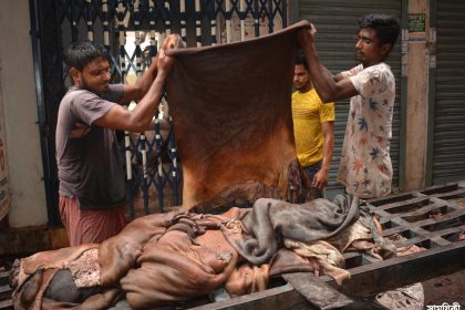 Barishal Photo Workers busy in primary processing of collected hide and skin in a dull market at Barishal due to pandemic and shortage of capital 2 বরিশালে বেশীরভাগ চামড়া আসছে মাদ্রাসা থেকে, সংগ্রহে তোড়জোড় নেই ব্যবসায়ীদের