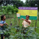 ল 2 নাটোরে উৎপাদন হবে ৩০ হাজার মেট্রিকটন নিরাপদ সবজি