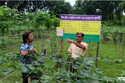 ল 2 নাটোরে উৎপাদন হবে ৩০ হাজার মেট্রিকটন নিরাপদ সবজি