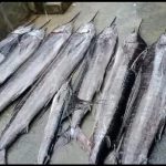 Kuakata Photo Rare specis of Sail Fish netted at deep sea of Kuakata coast in last two days 2 পটুয়াখালীর কলাপাড়া উপকূলে জেলেদের জালে ধরা পড়লো ১৫ সেইল ফিশ বা উড়ন্ত মাছ