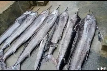 Kuakata Photo Rare specis of Sail Fish netted at deep sea of Kuakata coast in last two days 2 পটুয়াখালীর কলাপাড়া উপকূলে জেলেদের জালে ধরা পড়লো ১৫ সেইল ফিশ বা উড়ন্ত মাছ