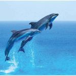 dolphin আন্তর্জাতিক ডলফিন দিবস আজ