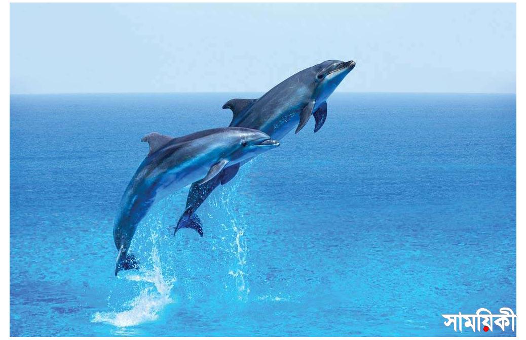 dolphin আন্তর্জাতিক ডলফিন দিবস আজ