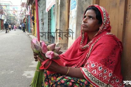 বুলু বেগম পদ্মফুল নেই পদ্মবিলে <br>পদ্মফুল বিক্রেতা বুলু বেগমের কষ্ট!