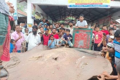 mach তিন লক্ষ টাকায় বিক্রি হলো ৬০০ কেজির শাপলাপাতা মাছ