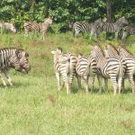 zebra গত ২২ দিনে ৯ জেব্রার মৃত্যুর কারণ জানাল সাফারি পার্ক কর্তৃপক্ষ
