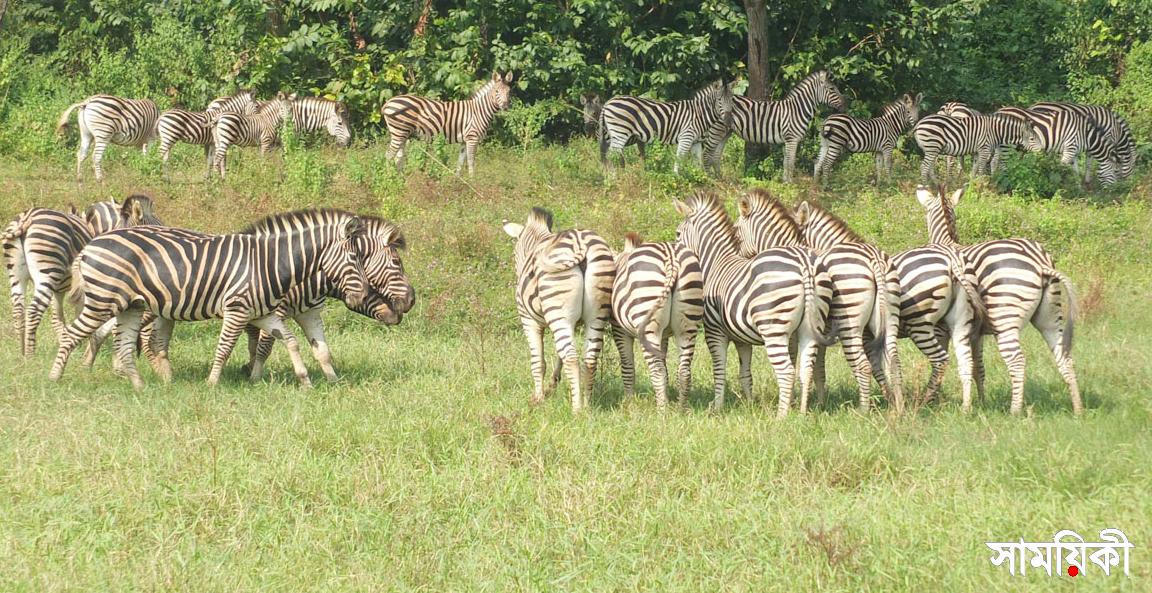 zebra গাজীপুরের সাফারি পার্কে আরও এক জেব্রার মৃত্যু
