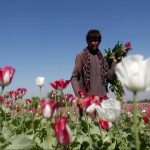 afim afganistan আফগানিস্তানে আফিম ব্যবসা নিষিদ্ধ করলো তালেবান সরকার
