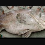 mas সেন্টমার্টিনে ধরা পড়লো ১৭০ কেজির বোল মাছ