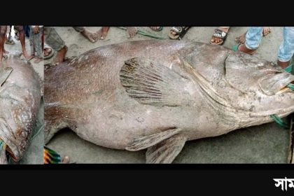 mas সেন্টমার্টিনে ধরা পড়লো ১৭০ কেজির বোল মাছ