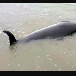 dolphin জীবিত ডলফিন কুয়াকাটা সৈকতে ভেসে এসে মারা গেল