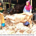 Shahzadpur News 01...28 06 22 1 শাহজাদপুরে ২’শতাধিক গরু ল্যাম্পি স্কিন রোগে আক্রান্ত; খামারির মুখে দুঃশ্চিন্তার ছাঁপ