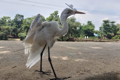 IMG20220929120645 হুমকির মুখে হাওড়-জীববৈচিত্র‍্য: কবিতার শাদাবক বন্দী হচ্ছে শিকারির টোপে