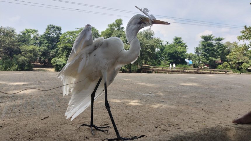 IMG20220929120645 হুমকির মুখে হাওড়-জীববৈচিত্র‍্য: কবিতার শাদাবক বন্দী হচ্ছে শিকারির টোপে