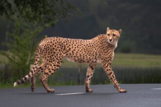 a cheetah walking across a paved road সবচেয়ে দ্রুত চলতে পারে কোন প্রাণী?